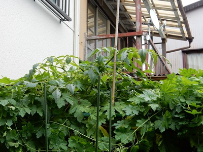 e0033229_2201442.jpg