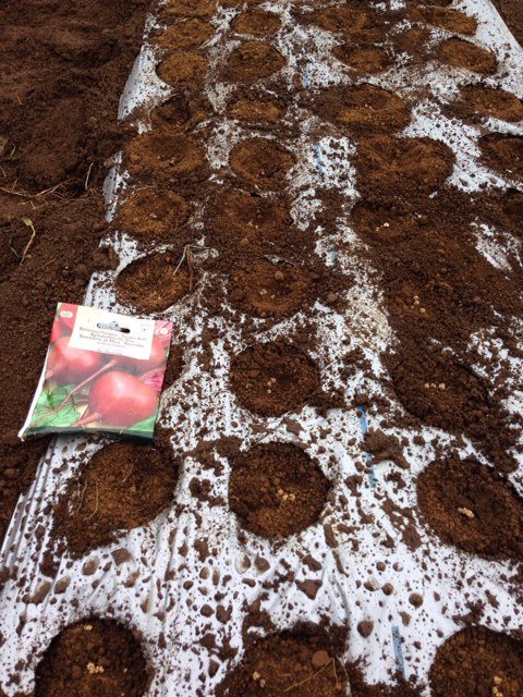 ビーツ、コールラビ、チコリの播種　今日気温も下がり雨も降っているので　種蒔き日和り_c0222448_14091740.jpg