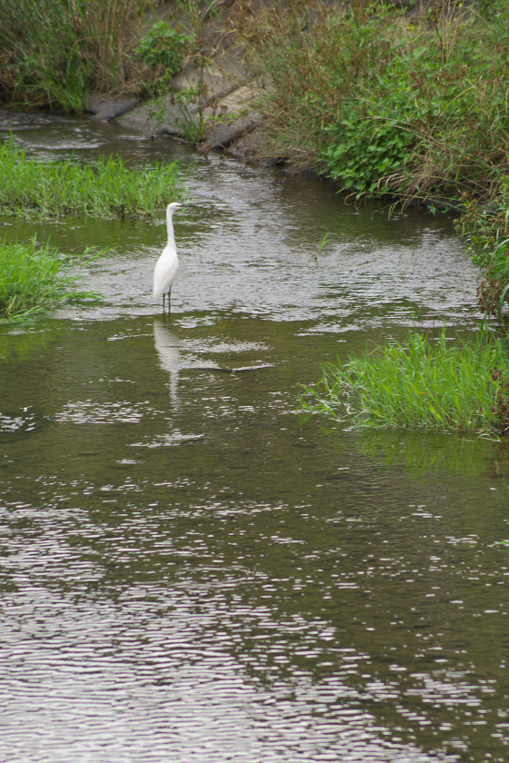 丸子川にて_f0072758_20105830.jpg