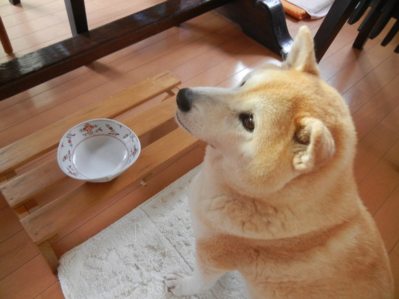 ’14,8,28(木)愛ちゃんが少し元気に~!_f0060461_1128898.jpg