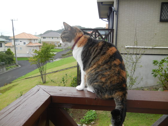 ’14,8,28(木)愛ちゃんが少し元気に~!_f0060461_11312270.jpg