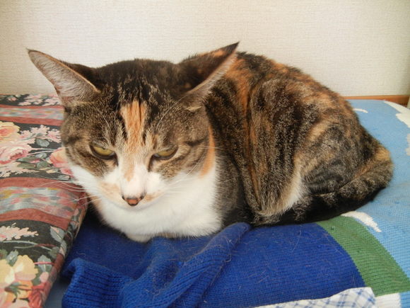 ’14,8,28(木)愛ちゃんが少し元気に~!_f0060461_1139154.jpg