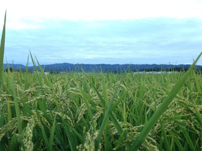 夕焼けといちぢく🎵_e0136066_18463081.jpg