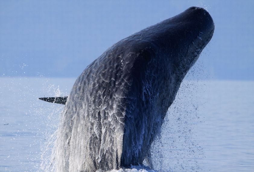 シャチとクジラの残暑見舞い＾＾_c0229170_2385567.jpg