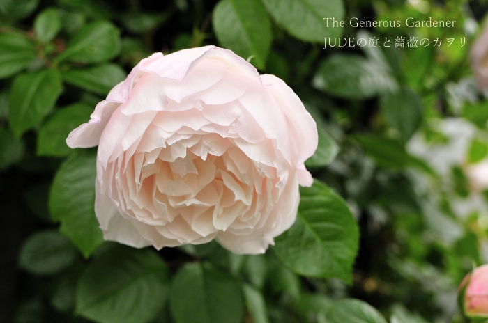 JUDEの庭と薔薇のカヲリ JUDEの庭と薔薇のカヲリ
