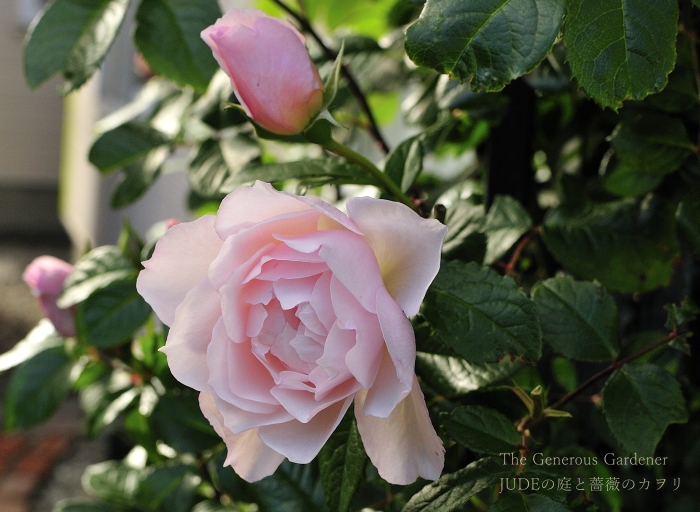 JUDEの庭と薔薇のカヲリ