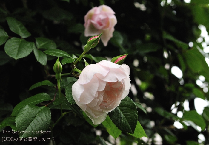 JUDEの庭と薔薇のカヲリ JUDEの庭と薔薇のカヲリ