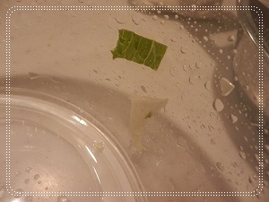 a0068576_207913.jpg