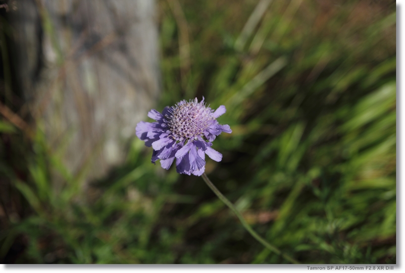 野反湖の花_c0054876_12573857.jpg