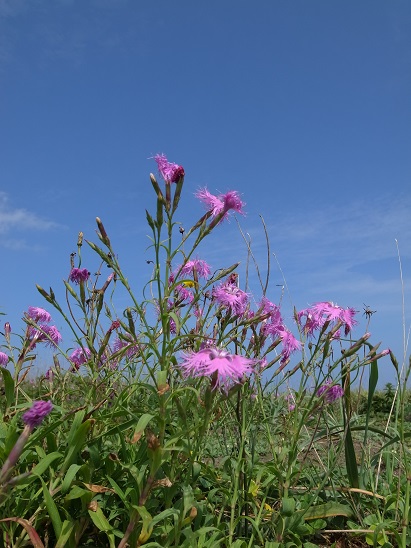 2014　北海道ツーリング　（8）　エサヌカ線_a0250179_1884761.jpg