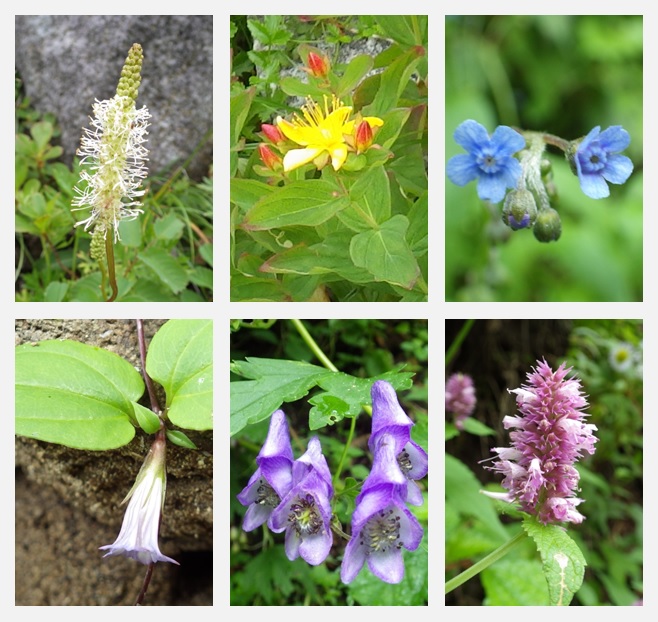 幌尻岳をめざして・・・見かけた花_f0126282_10365037.jpg