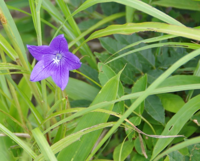 緑の曽爾高原　夏雨続きの合間に_c0144185_11353879.jpg