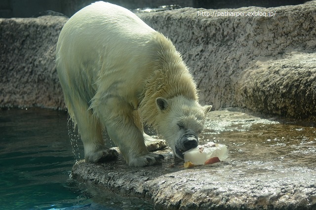 ２０１４年８月　ほぼ毎月とくしま動物園　その４ ポロロと黄色のブイ_a0052986_7255340.jpg