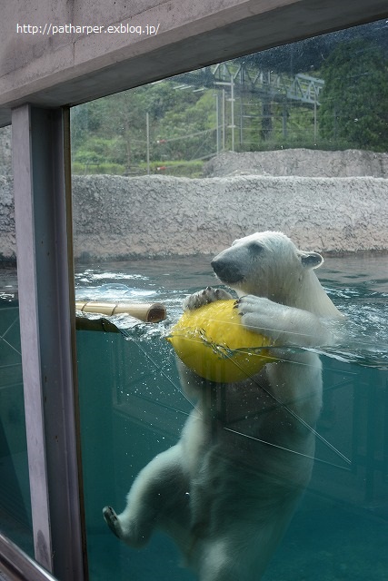 ２０１４年８月　ほぼ毎月とくしま動物園　その４ ポロロと黄色のブイ_a0052986_7343797.jpg