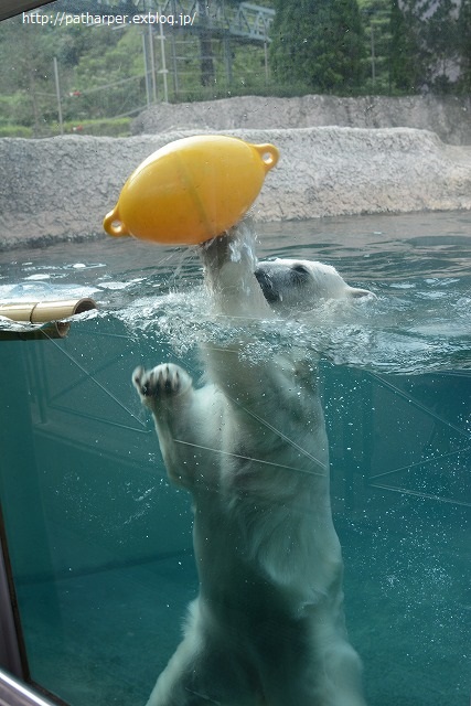 ２０１４年８月　ほぼ毎月とくしま動物園　その４ ポロロと黄色のブイ_a0052986_7351439.jpg