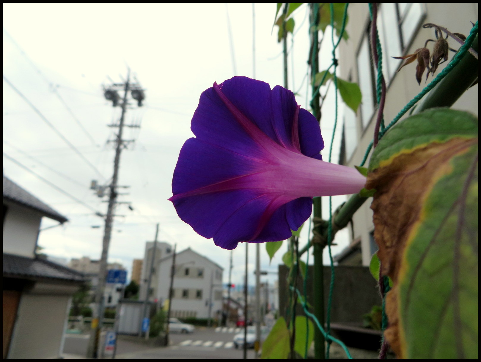 求めます！　ブログのゆくえ　道しるべ_b0103093_18562817.jpg