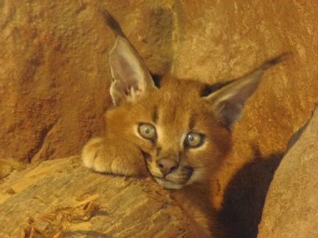 福山ZOO　カラカルベイビー　_f0297893_98396.jpg