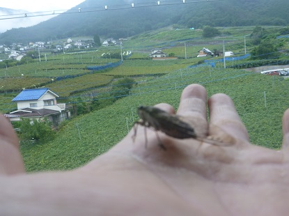 夏休みの宿題 ツクツクホーシ再び_e0077899_20345880.jpg