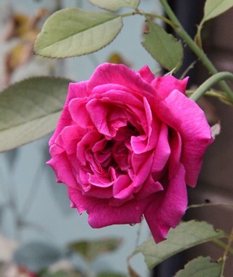a0123003_21513387.jpg