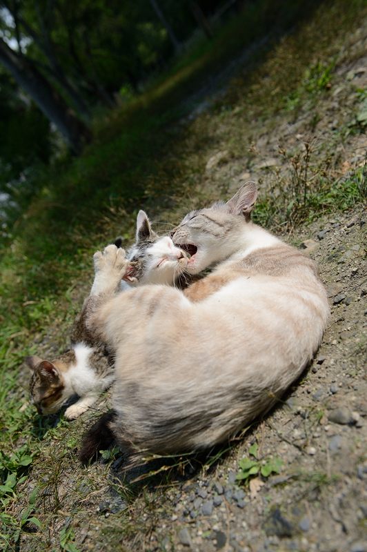 町角ニャンコ・若王子のニャンコ達_f0032011_19342564.jpg