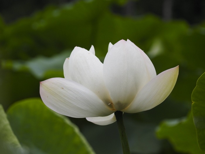 蓮田の蓮の花_c0116915_23515669.jpg
