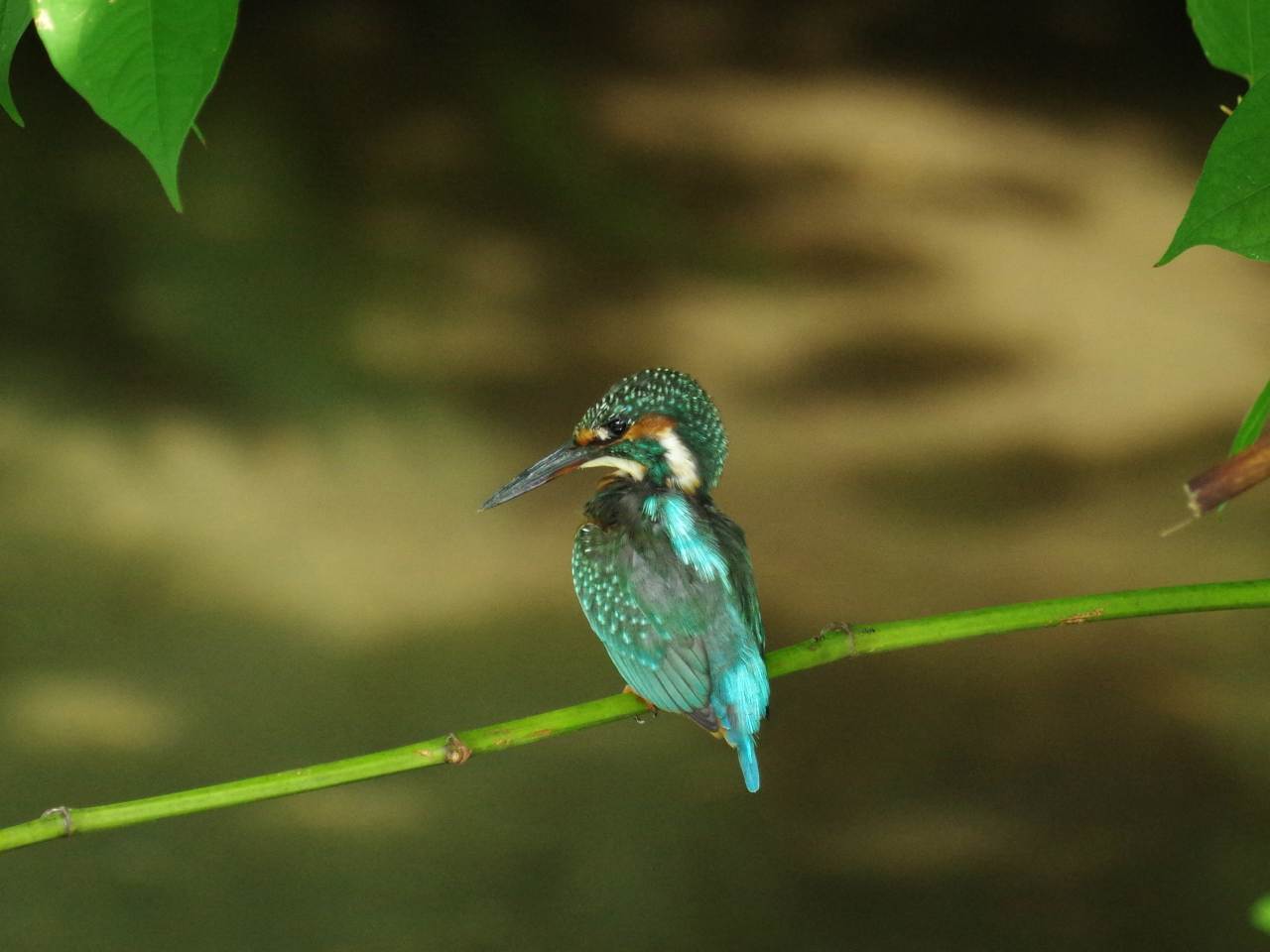 落合川のカワセミ、暫くぶり！_e0293921_2262570.jpg