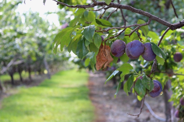 Lawrence Farms Orchards_f0151222_6521987.jpg