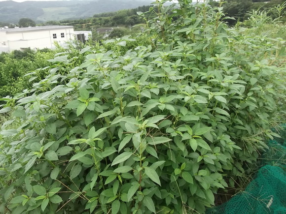 夏野菜の...断捨離??_b0137932_1612163.jpg