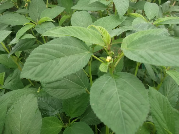 夏野菜の...断捨離??_b0137932_1621865.jpg