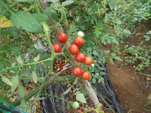 夏野菜の...断捨離??_b0137932_163518.jpg