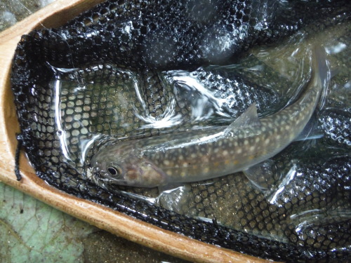 ホーム釣行 その1_c0149633_11212265.jpg