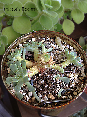 蒸れたエケべリアミニマと植え替えした桃太郎 アガベ 斑入り吉祥冠 Micca S Room 蒸れたエケべリアミニマと植え替えした桃太郎 アガベ 斑入り吉祥冠 Micca S Room