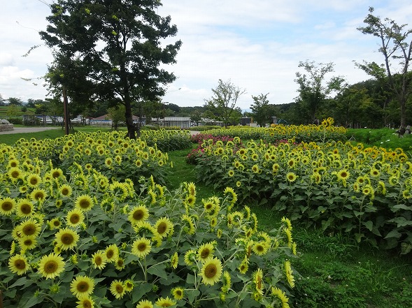 馬見広陵公園のひまわり_b0299042_21285453.jpg