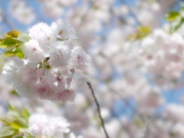 『2013/4/9の長久保都市緑化植物園　の１１』_e0296043_05370589.jpg