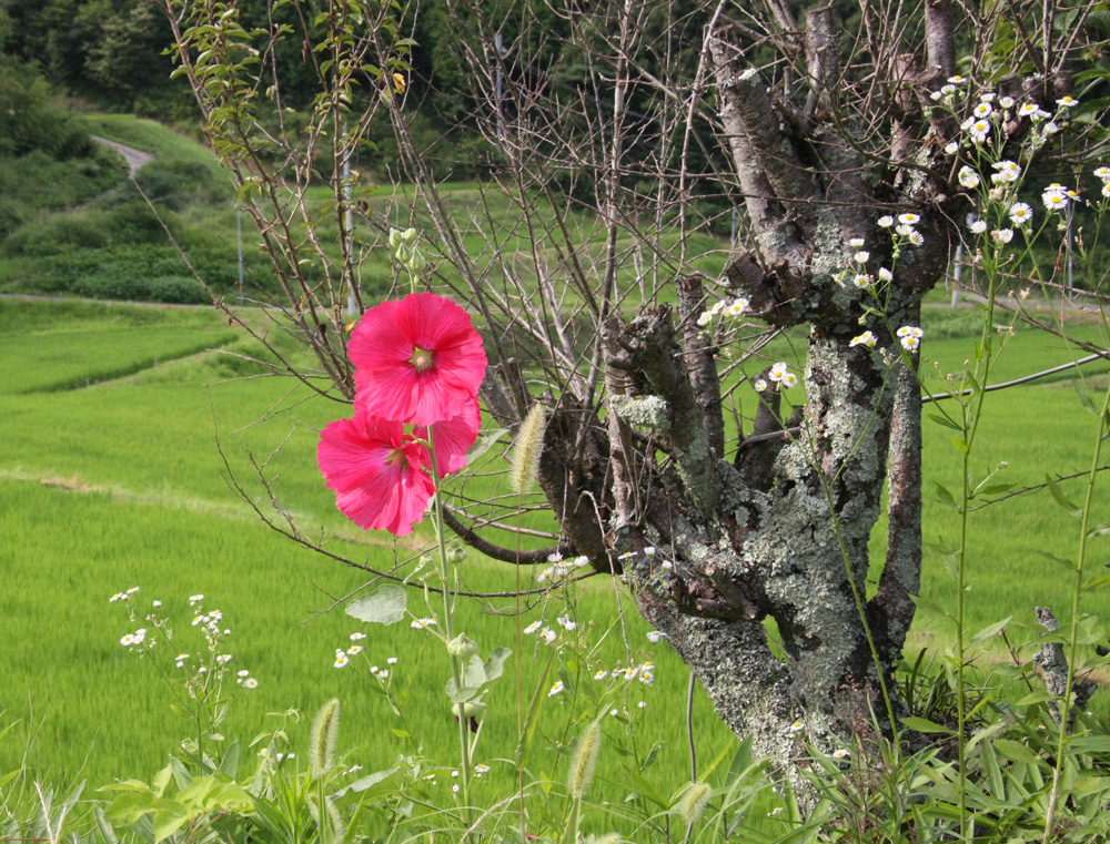 奈良市　都祁吐山町　山百合　芙蓉　ノウゼンカズラ_c0108146_223010100.jpg