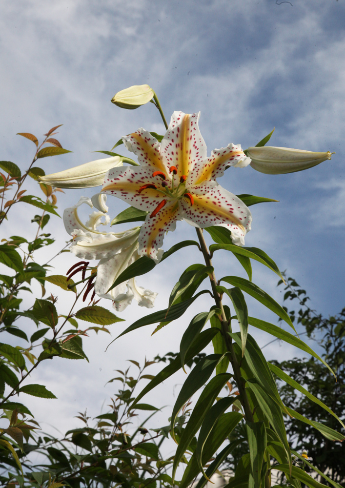 奈良市　都祁吐山町　山百合　芙蓉　ノウゼンカズラ_c0108146_22301451.jpg