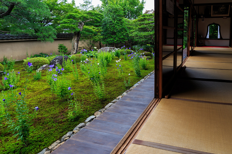 桔梗の天得院(東福寺塔頭)_f0155048_22164444.jpg