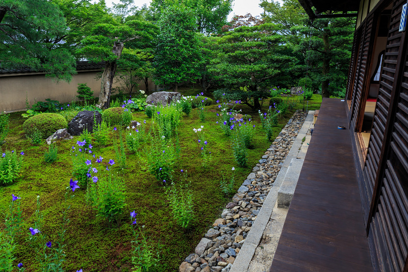 桔梗の天得院(東福寺塔頭)_f0155048_2217196.jpg