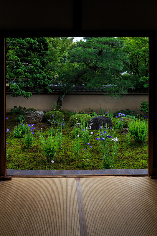 桔梗の天得院(東福寺塔頭)_f0155048_22213592.jpg