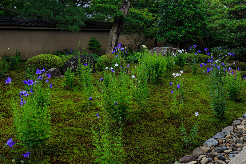 桔梗の天得院(東福寺塔頭)_f0155048_22214089.jpg