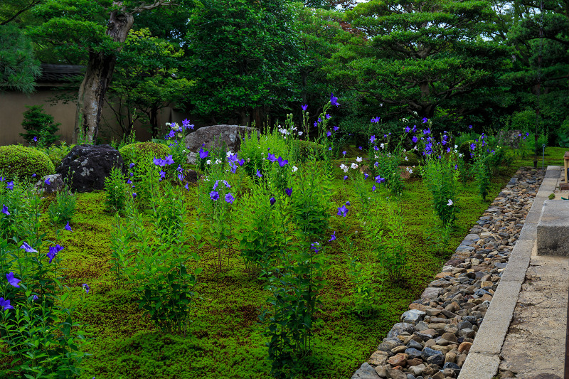桔梗の天得院(東福寺塔頭)_f0155048_2223335.jpg