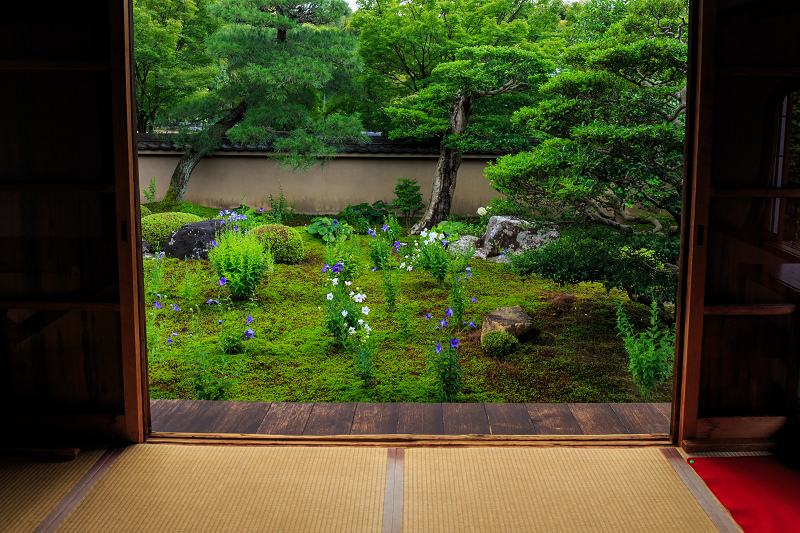 桔梗の天得院(東福寺塔頭)_f0155048_2225150.jpg