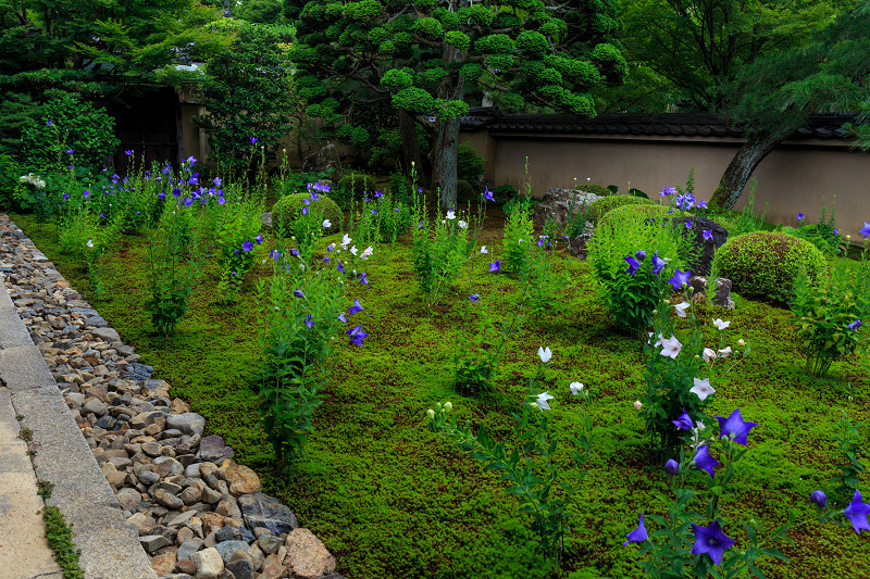 桔梗の天得院(東福寺塔頭)_f0155048_22255472.jpg