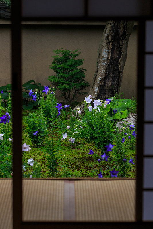 桔梗の天得院(東福寺塔頭)_f0155048_2227769.jpg