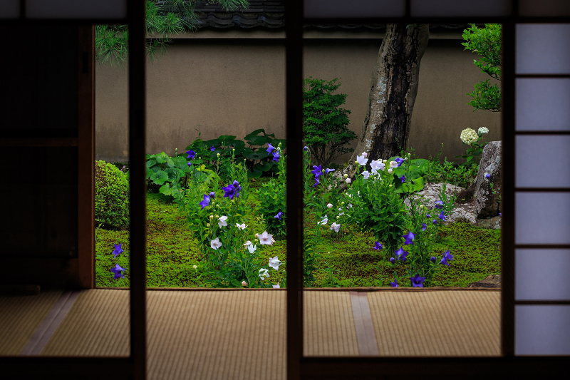 桔梗の天得院(東福寺塔頭)_f0155048_22285833.jpg