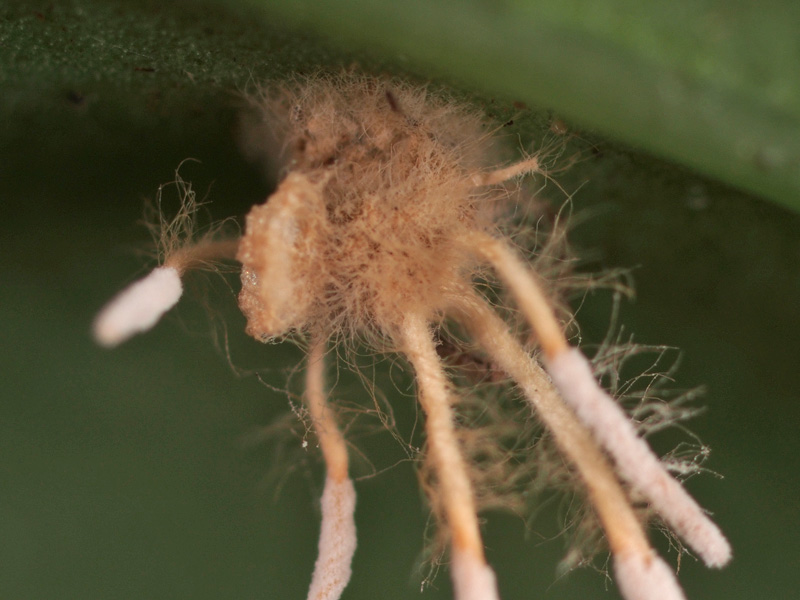 クモの冬虫夏草 7045 : 小さき者たちの世界 クモの冬虫夏草 7045 : 小さき者たちの世界