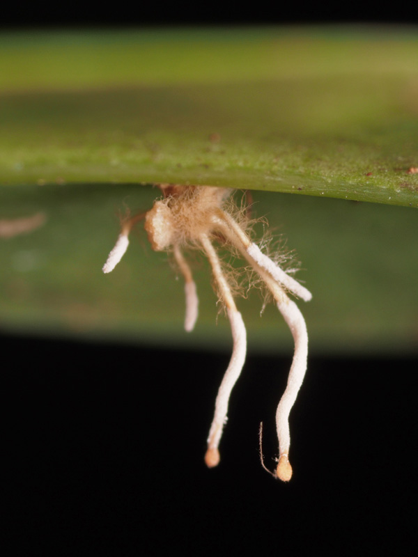 クモの冬虫夏草 7045 : 小さき者たちの世界 クモの冬虫夏草 7045 : 小さき者たちの世界