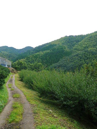 山あいの南高梅 夏の剪定と親子の匠_a0254656_19173417.jpg