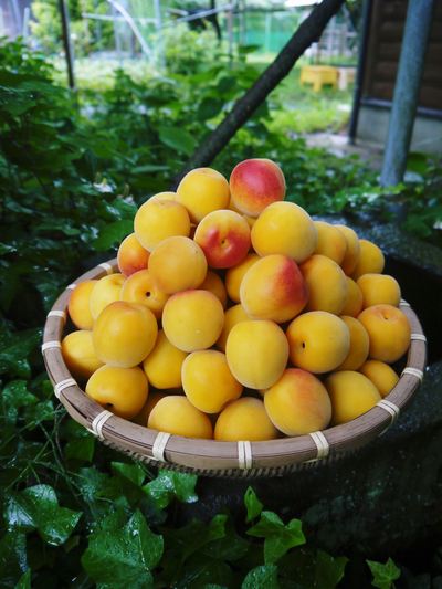 山あいの南高梅 夏の剪定と親子の匠_a0254656_19362697.jpg