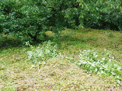 山あいの南高梅 夏の剪定と親子の匠_a0254656_199503.jpg